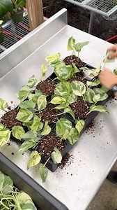 Nothing fancy, just some ‘Manjula Compacta’ cuttings, some empty pots, and a whole lotta bench space. Doesn’t get much better than this 🌱🚿 | BWH Plant Co