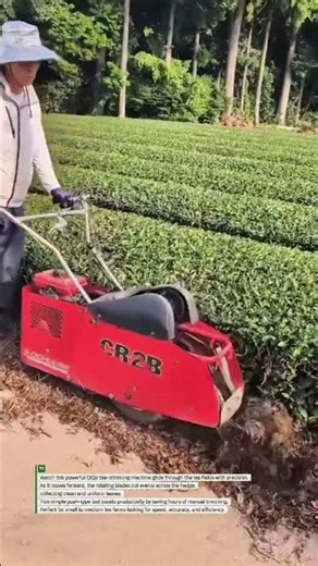 Tea Farm Trimming Machine CR2B Cutting Like a Beast! #TeaFarm #FarmingTools #HarvestTech