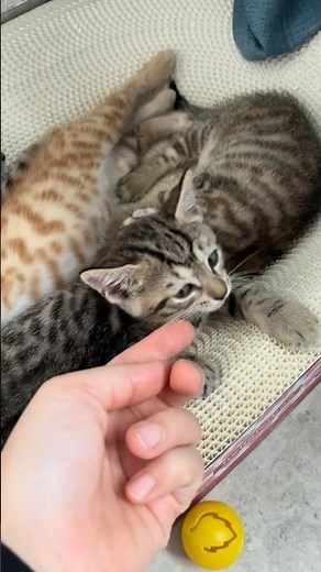 😻 Tiny Kittens Sleeping So Peacefully | Cute & Funny Moments 💤❤️