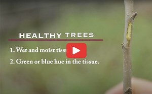 How to Do a Scratch Test on Trees & Plants