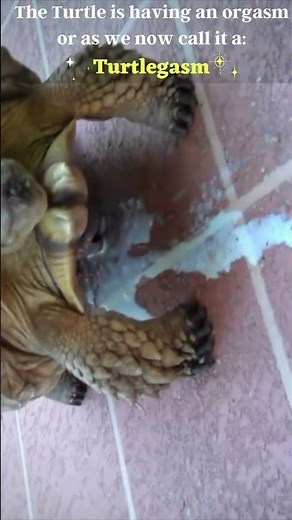Funny Animal Compilation #4 Turtlegasm #shorts