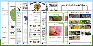 KS1 Minibeast Activity Pack