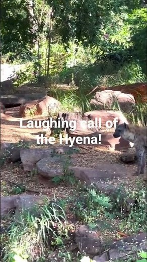 Hear the wild laughing call of the Hyena