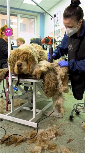 Stunning transformation by the groomer! | Fabiosa Digest