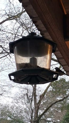 The Carolina chickadee (Poecile carolinensis) hanging out in the back yard!