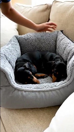 Master Modular Maths with Furrspace Nest! Learn Now