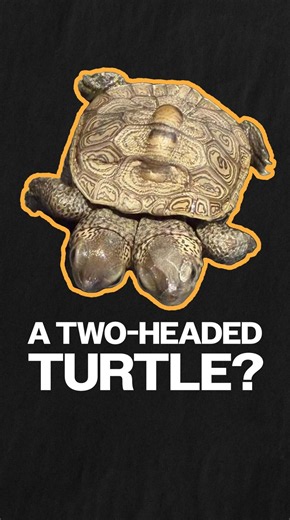 Two-headed turtle discovered in Cape Cod