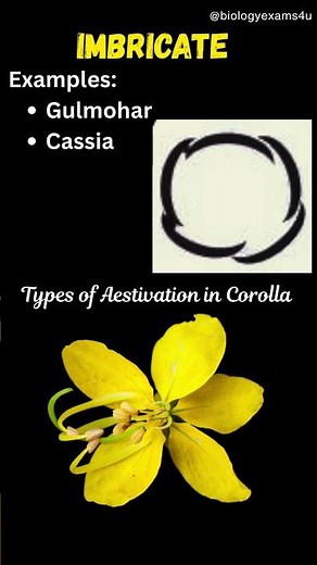 Types of Aestivation in Corolla 🌺|| NEET Biology Sure Shot #neetbiology #aestivation