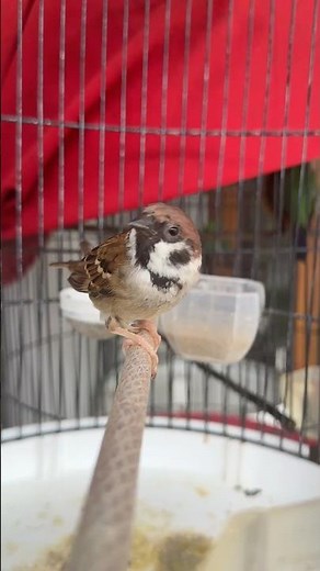 Gereja cepat gacor pakai vitamin ini 👍