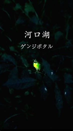 河口湖のホタル観賞スポット✨