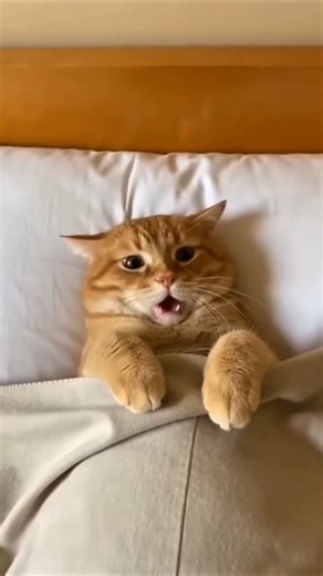 My Cat Had a Nightmare and I Can't Stop Laughing 😭😂#funny #cat #viral