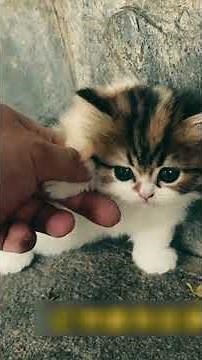 Cute Cats Videos for Kids Get ready for a day full of smiles with the most adorable and heartwarming