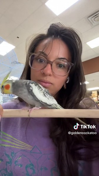Golden Cockatoo on TikTok
