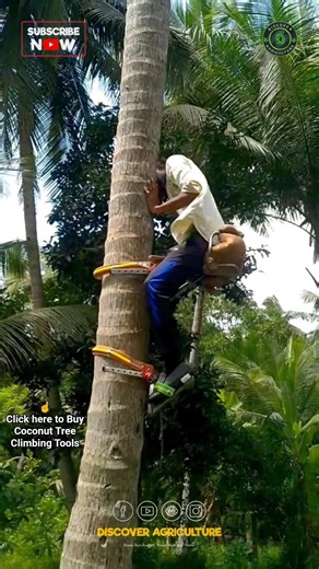 Amazing Coconut Tree Climbing Tool
