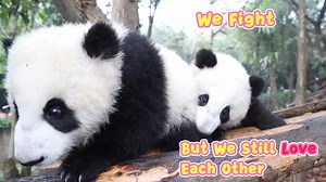 114K views · 10K reactions | Pandas use different fighting styles to express their love to each other at different ages, but their love never changes. #HiPanda | iPanda | Facebook