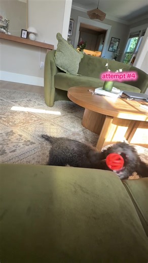 Charlie The Mini Poodle on TikTok