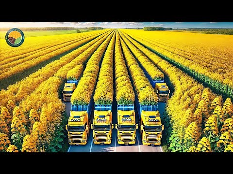How Farmers Harvest Rapeseed Plants: Canola Oil Processing Factory | Farming Documentary