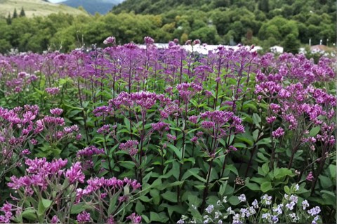 Eutrochium Purpureum – Sweet Scented / Purple Joe Pye Weed | 100 Seeds | Native Pollinator Wildflower - Etsy