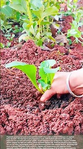 Smart Vegetable Planting Techniques for Higher Yields at Home #farmingtips #farming #homegrown