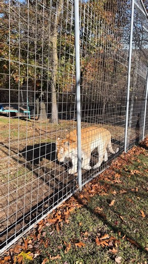 Good morning chuffs from Tigger Tiger #morning #goodmorning #morningroutine #morningwalk #morningmotivation #morningvibes #morninginspiration #hello #tiger #tigers #bigcats #TCWR #TurpentineCreek #GFAS #GlobalFederationAnimalSanctuaries #RescueToRefuge #Sanctuary #BigCat #Cats #refuge #cat #catvideos #cutecats #cuteanimals | Turpentine Creek Wildlife Refuge