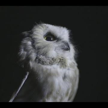 La migration des nyctales - Sépaq