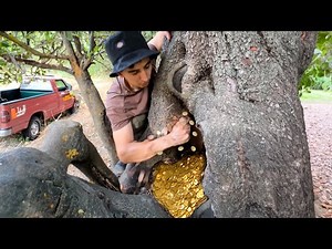 100-Year-Old Treasure Found Inside a Tree!