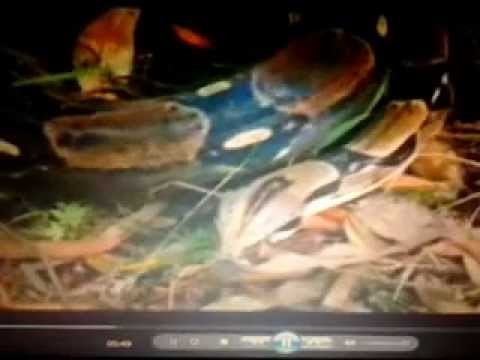 H2o - Saison 1 - Episode 1 - Partie 1 - Français.