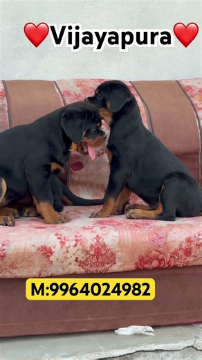Top Quality HeavySize Rottwiler Puppies Available❤️||☎️9964024982|| #bijapur #vijayapura #pets #pup
