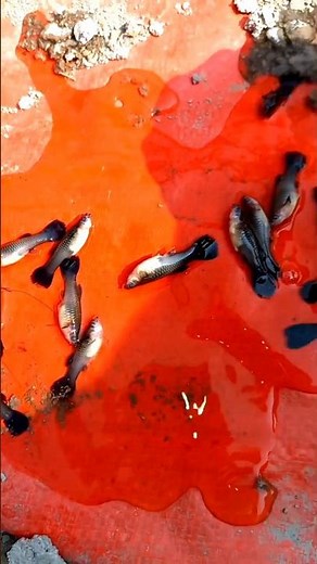 The cause of guppies dying in the whole tank
