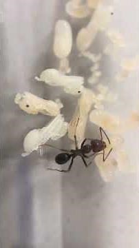 All the life stages of an ant