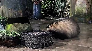 16K views · 2.7K reactions | We were having very cold weather but Little Boo ventured out, just look at that little paw action to get the nuts 說❤️ | Mr Lumpy & Friends. | Facebook