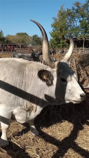 21. Biofest, drugi dan: obilazak poljoprivrednog gazdinstva organske proizvodnje porodice Tružinski, u selu Njegoševo, nadomak Bačke Topole. Opširnije uskoro na tvsubotica.com #njegoševo #farma #organskaproizvodnja #backatopola #biofest | TV Subotica