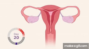The Menstrual Cycle on Make a GIF