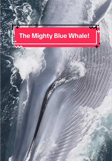 The Mighty Blue Whale: A Stunning Wildlife Experience