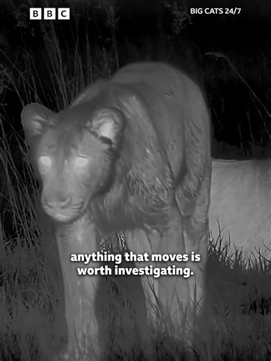 Discover the Bold Nature of the Honey Badger
