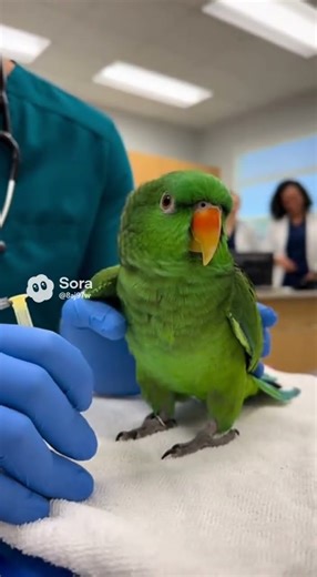 OVERDRAMATIC Parrot Throws a Tantrum at the Vet