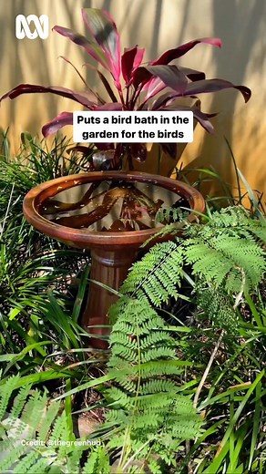 36K views · 570 reactions | ‍了殺 Have you seen our latest episode? Check it out on ABC iview  #ABCMyGarden #GardeningAustralia | Gardening Australia | Facebook