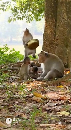 Happy monkey under the tree