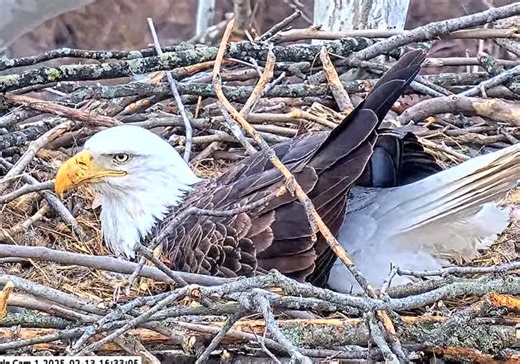 Eggtastic: First bald eagle egg laid at U.S. Steel nest
