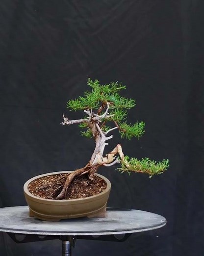 Student Design Work at First Branch Bonsai 2025