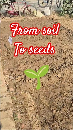 🍃From Soil to Seeds | Students Create School Kitchen Garden