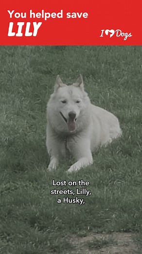 Lilly, a lost Husky, had never known warmth or proper meals until Hairy Houdini Siberian Husky Rescue saved her. Now, she's enjoying a loving home and plenty of food, thanks to iHeartDogs heroes. Your purchases from the iHeartDogs store help give dogs like Lilly a second chance at life. Thank you for making a difference! 🐶✨ #RescueDog #AdoptDontShop #iHeartDogsHeroes #SecondChance | iHeartDogs