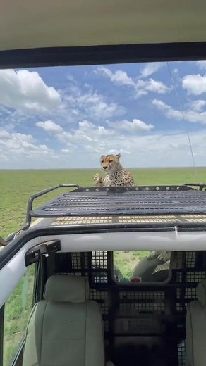 It’s her world, we’re all just living in it (@cooperlost) #fyp #foryoupage #wildlife #nature #safari #serengeti #cheetah #bigcats