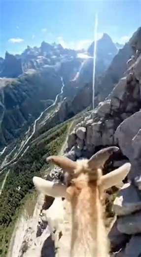 Goats POV: Relax and Watch | #goat #chill #asmr