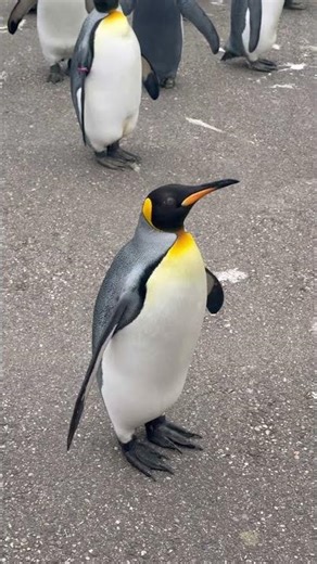 Penguin Walk In Basel Zoo #penguin #penguinwalk #basel #zoo #switzerland
