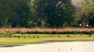 The chase, the tension, the takedown. All real, no CGI. An epic tiger hunt moment caught on camera at Ranthambore. 🎬🐾 #Tigerwalah #RanthamboreSightings #TigerCubs #WildlifeDiaries #tiger #ranthambore #ranthambhorenationalpark #WildlifeTours #JungleSafari #WildlifeSafari #IncredibleIndia #TigerSightings | Tigerwalah