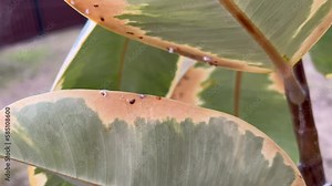 Houseplant disease. Brown Spots on Rubber Plants (Ficus elastica). Scale insects on plant. Armored scale insects at home. Scab on plant. Infected plant leaf. Plant diseases.