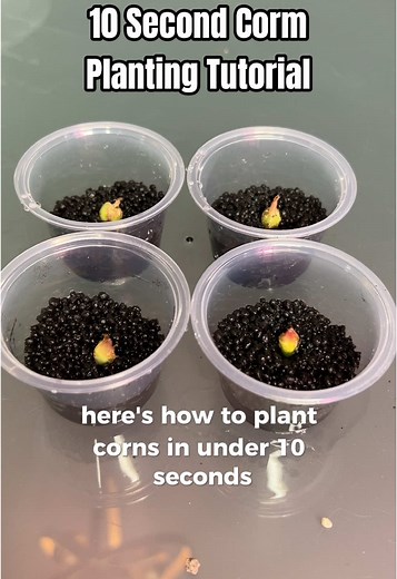 How to Plant Corms in Under 10 Seconds