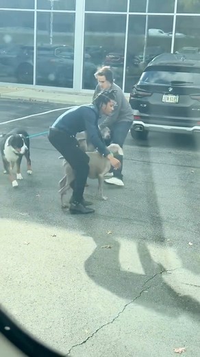These dogs all escaped from a dog day care, and were running completely out of control near a busy highway and roads. Trusting your dog with someone is tough, especially if something like this can happen? Was this a mistake, or totally avoidable? What would you do if this were your dog? #dogparent #dogdad #dogmom | Thinking Canine