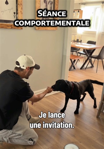 🚪 DEPUIS LA MORSURE, LA VISITE EST MOINS SÛRE. Miller a mordu un invité. Depuis, la famille vit avec un doute. Les amis aussi. En entrant, j’ai vu un chien curieux… mais qui manque de confiance. Alors je montre à la famille comment guider Miller pendant que la visite entre. On modifie l’expérience. Quand l’émotion change, la réaction suit. #chienreactif #educateurcanin #comportementcanin #comportementalistecanin